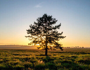 Wall Mural - solitary tree stands in vast field, illuminated by warm glow of sunrise. serene landscape evokes sense of peace and tranquility, perfect for nature lovers