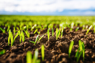 Aufkleber - Fresh green wheat sprouts close-up emerge from soil in sunny day.