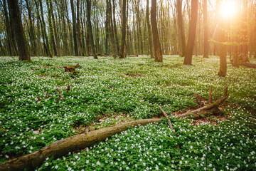 Fototapete - Sunlight filters through lush green trees in a tranquil forest glade filled with delicate anemone flowers.