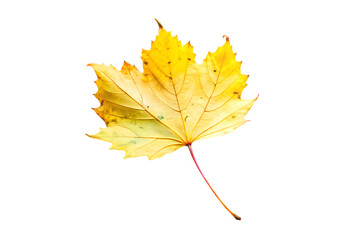 Wall Mural - A single yellow maple leaf with visible veins isolated against a black background in a studio shot