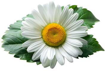 Wall Mural - Close up of a daisy flower with white petals and yellow center surrounded by green leaves on black background