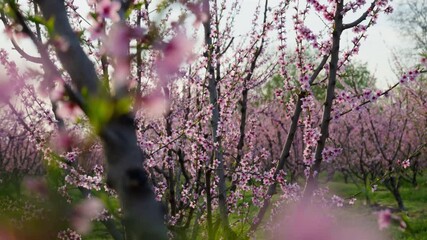 Windy Spring Day with Pink Peach Sakura Blooming