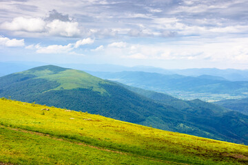 Wall Mural - beautiful carpathian mountain landscape of ukraine. sunny day in summer. alpine scenery with green g