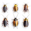© Duskcraft - Cockroach insect group on white background studio shot top view showcasing pest control entomology and wildlife