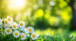 © AVR - Spring daisy flowers in a field, ideal for creating nature-inspired wallpaper, greeting cards, website banners, posters with floral themes, and wellness-focused blogs