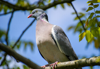 a big pigeon sitting on a tree branch against blue sky
