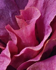 Fototapete - Abstract Close-Up of Flowing Pink and Purple Fabric Texture with Delicate Gold Trim Detail in Studio Shot