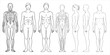 © Abdur Razzak ID: #52 - Male and Female Body Silhouettes Front and Side Views, Male Anatomy Diagrams Skeletal, Muscular, and Silhouette Views, human body anatomy, front, back, side view, vector woman and man