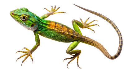 Wall Mural - green lizard on a branch isolated on a white background. png transparent file type with high definit