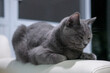 © moomusician - 9 months old British Blue, British Shorthair cat sleeping on the armrest of the chair