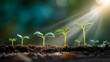 © FANGWORLD - New Sprouts Growing from Soil Stages of Plant Growth