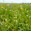 © Michael - Field pennycress, thlaspi arvense plant in agriculture field. Flower, spring background