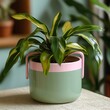 © Shehroo Time - Green Planter with Pink Handles and Lush Plant