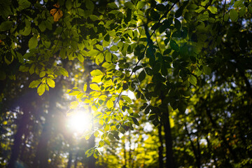 Wall Mural - Nature green leaf on blurred greenery background in forest and sunlight with copy space. Background of natural green plants landscape, ecology wallpaper. Blurred background of spring nature.