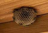 Dangerous wasp nest under wooden roof, posing a threat to people near the area.