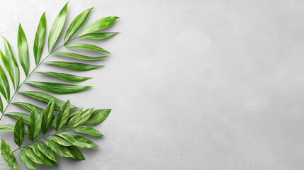 Poster - Green foliage on light gray textured background for use as backdrop
