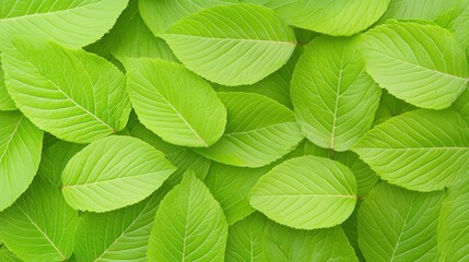 Aufkleber - Fresh green leaves create a natural background for botanical theme