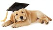 © Peter@studio5 - A cute golden retriever puppy wearing a graduation cap lies on a white background.