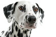 © Vivid_Vision - Dalmatian dog close-up portrait isolated on white background