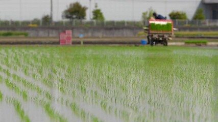 Wall Mural - 日本で田植え機を使って田植えをしている