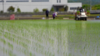 Wall Mural - 日本で田植え機を使って田植えをしている