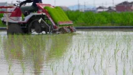 Wall Mural - 日本で田植え機を使って田植えをしている