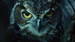 © megatron - Close-up of an owl's face