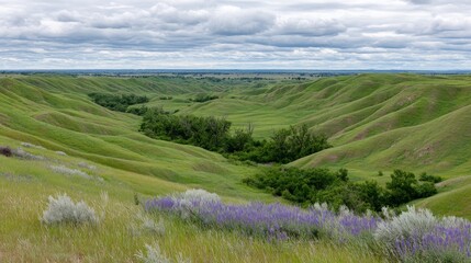 Poster - Low-angle view of rolling green hills adorned with bright purple and white wildflowers, soft clouds hovering over a distant ridge create a peaceful atmosphere