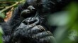 © megatron - Gorilla Portrait