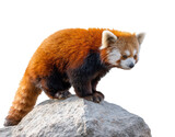 Red panda on a rock in natural habitat