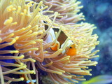 Clownfish in sea anemone at the Perenthian Islands  in Malaysia