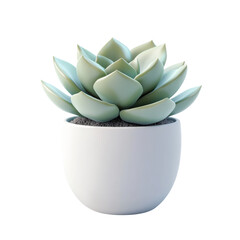 Aufkleber - Elegant succulent plant in white pot, minimalistic interior decoration