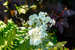© Province_photo - Western pearly everlasting (Anaphalis margaritacea) in the summer garden.  Close up