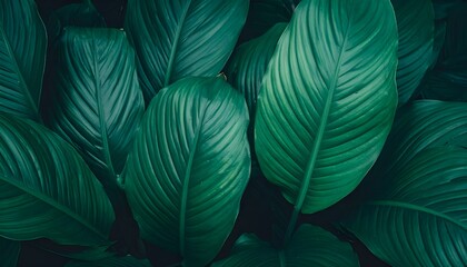 Poster - _leaves of Spathiphyllum cannifolium in the garden, abstract green texture, nature dar.