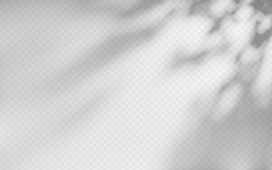 Wall Mural - abstract shadow overlay from foliage on a transparent background.