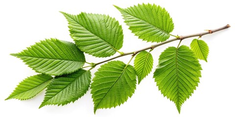Vibrant Green Elm Tree Branch with Detailed Leaves Isolated on White Background