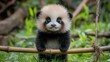 © Fay - Adorable baby panda holding bamboo