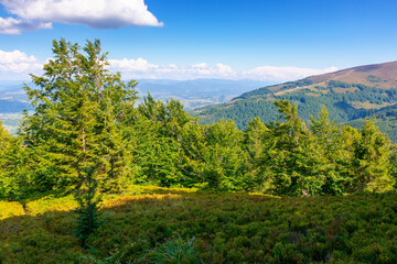 Wall Mural - forest landscape of carpathian mountain range with in summer. picturesque view of beech trees on hil
