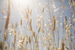 © Austockphoto - Sun shining through wild oats and phalaris grass against a blue sky