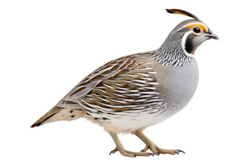 Compact plumage display alert quail in natural wildlife habitat photography, isolated on transparent background