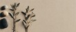 © Nutty - Minimalist Still Life of Stones and Olive Branches on Textured Beige Background Flat Lay Top View Natural Light Simple Composition