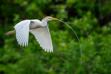 Wall Mural - A cattle egret flying back to nest with nesting materials