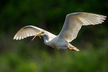 Wall Mural - A cattle egret flying back to nest with nesting materials