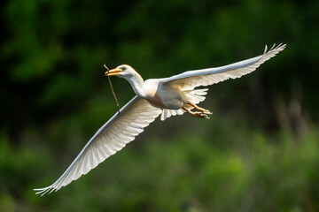 Wall Mural - A cattle egret flying back to nest with nesting materials