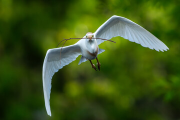 Wall Mural - A cattle egret flying back to nest with nesting materials