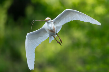 Wall Mural - A cattle egret flying back to nest with nesting materials