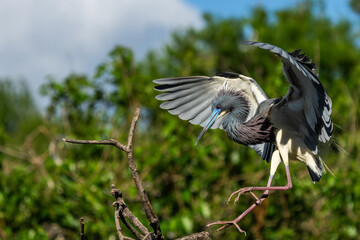 Wall Mural - a tricolored heron landing near its nest