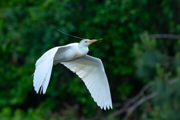 Wall Mural - A cattle egret flying back to nest with nesting materials