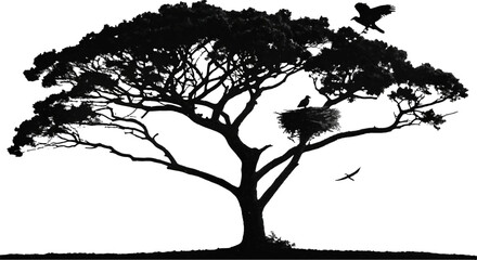 acacia tree silhouette: birds in nature