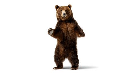 A brown bear standing on a white background
